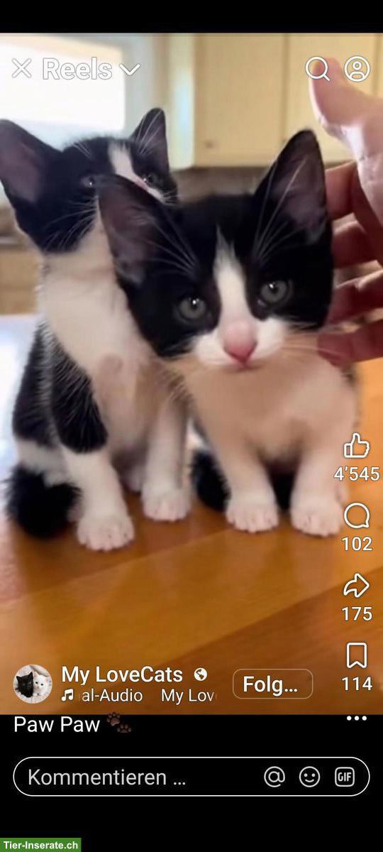 Junge Kätzchen als Familienmitglieder GESUCHT