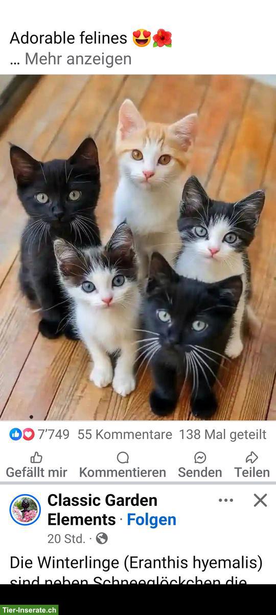 Bild 2: Junge Kätzchen als Familienmitglieder GESUCHT