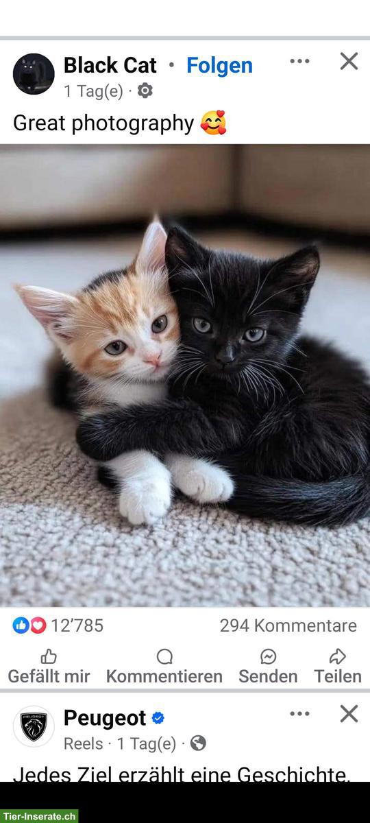 Bild 3: Junge Kätzchen als Familienmitglieder GESUCHT