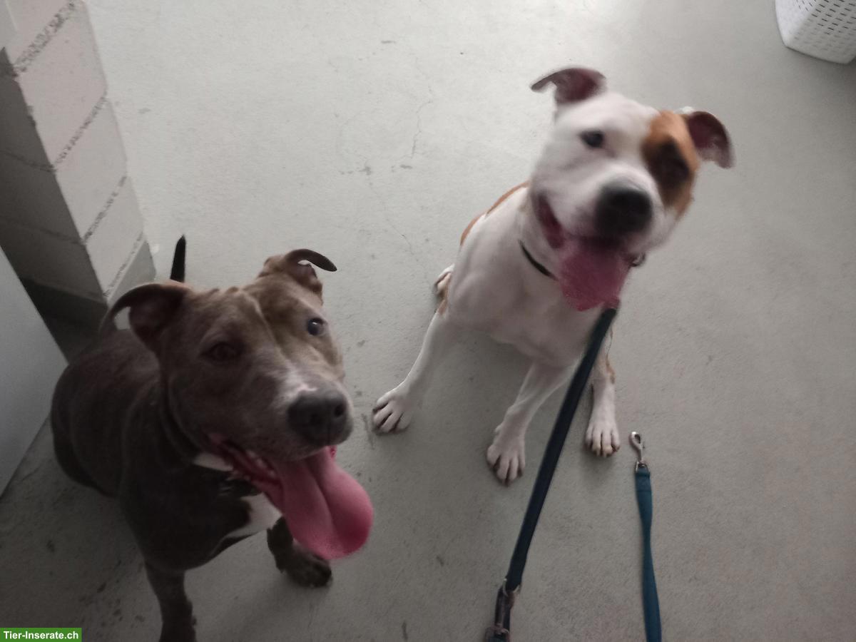 Suche Ferienplatz für Amstaff-Rüde & Pitbull-Mischlingshündin