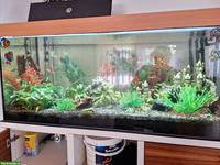 Aquarium Komplettset mit Fischen zu verkaufen