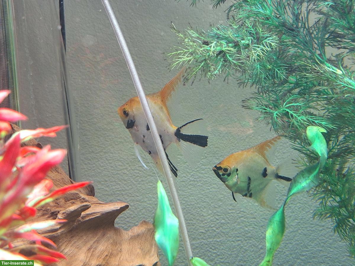 Bild 3: Aquarium Komplettset mit Fischen zu verkaufen