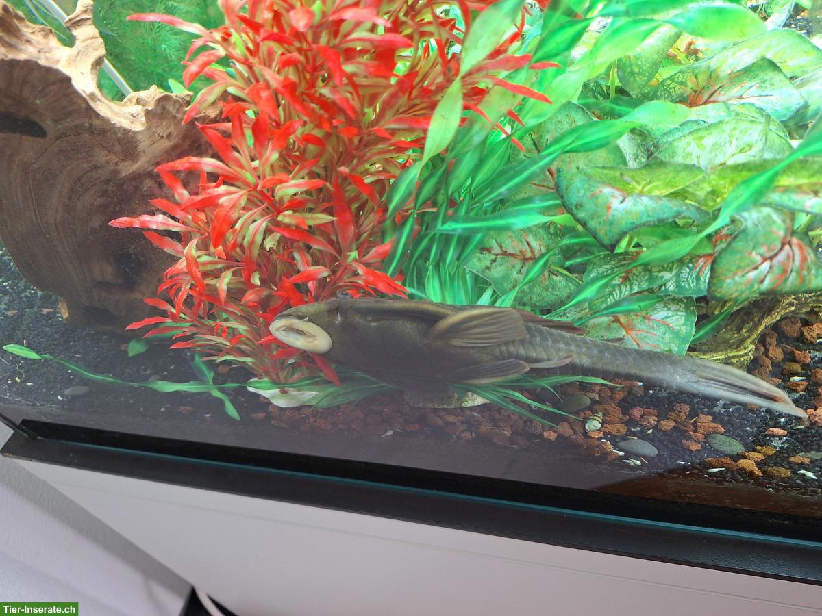 Bild 4: Aquarium Komplettset mit Fischen zu verkaufen