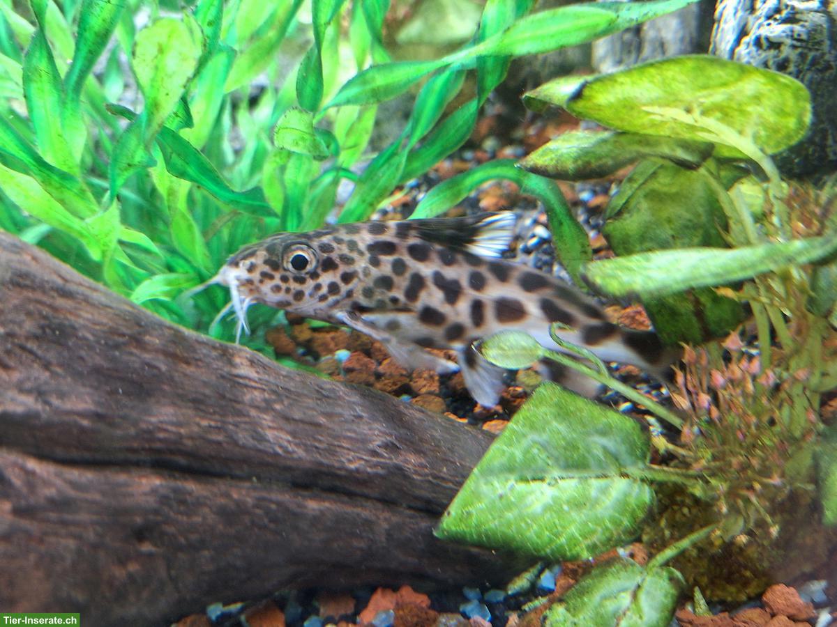 Bild 8: Aquarium Komplettset mit Fischen zu verkaufen