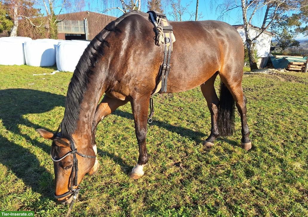 Hannoveraner Wallach als Beistellpferd