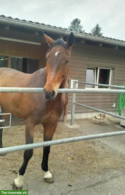 Bild 2: Hannoveraner Wallach als Beistellpferd