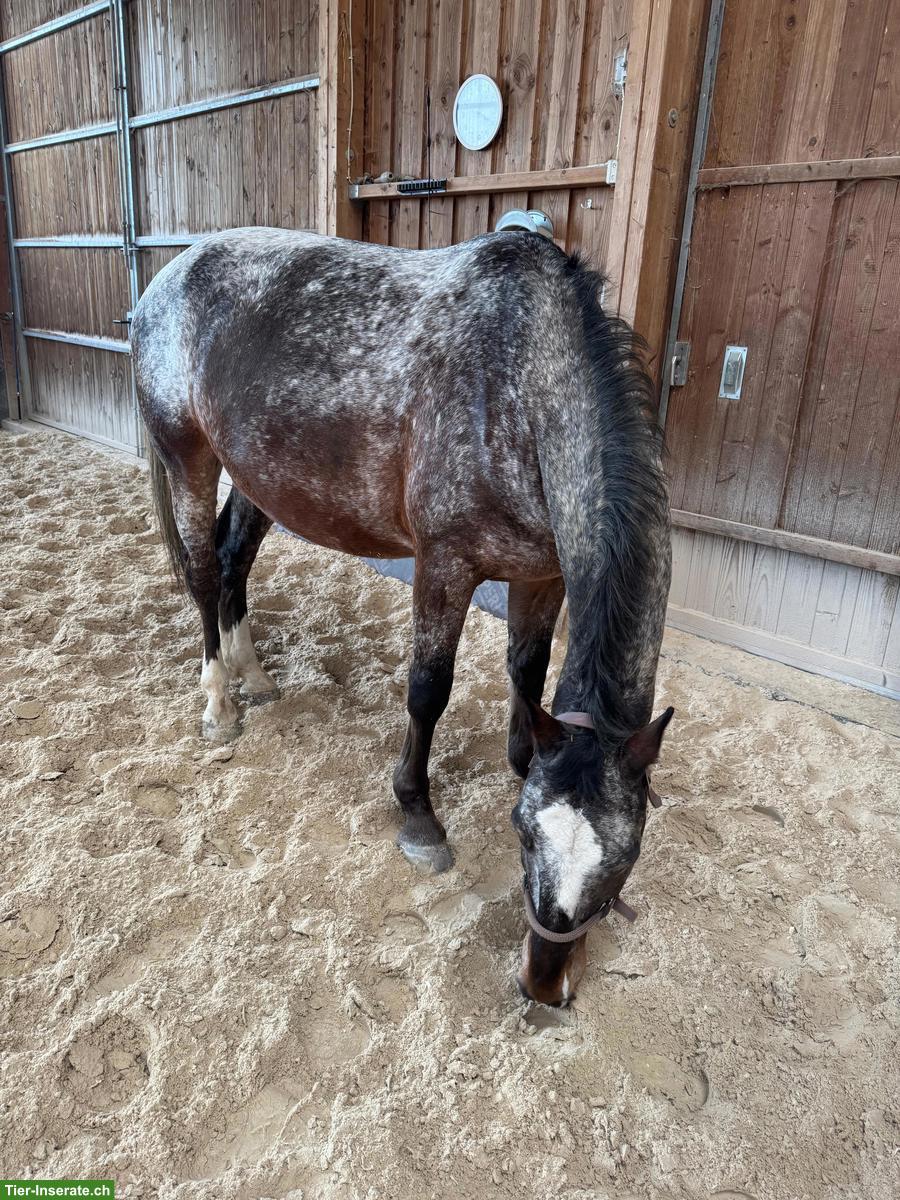 Schicker Warmblut-Wallach in Sonderlackierung