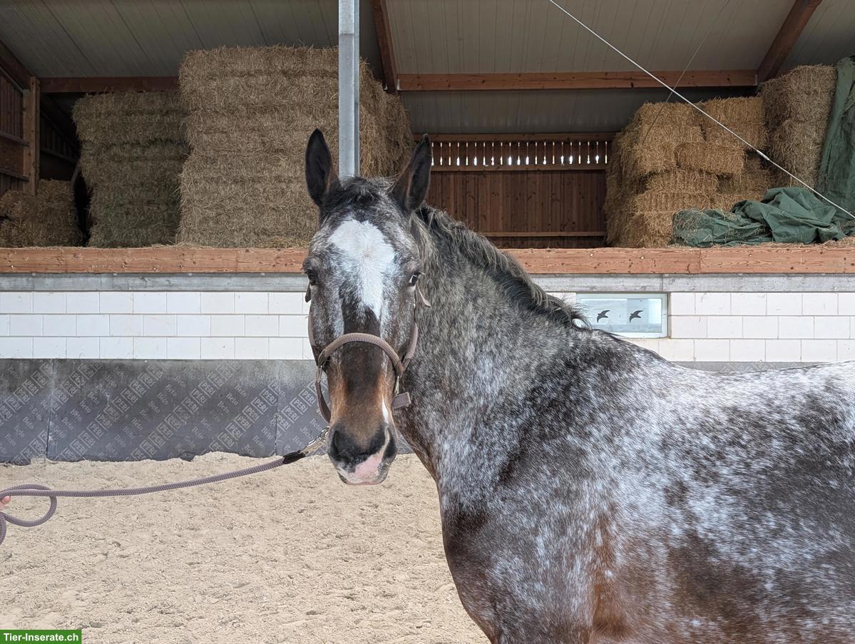 Bild 2: Schicker Warmblut-Wallach in Sonderlackierung