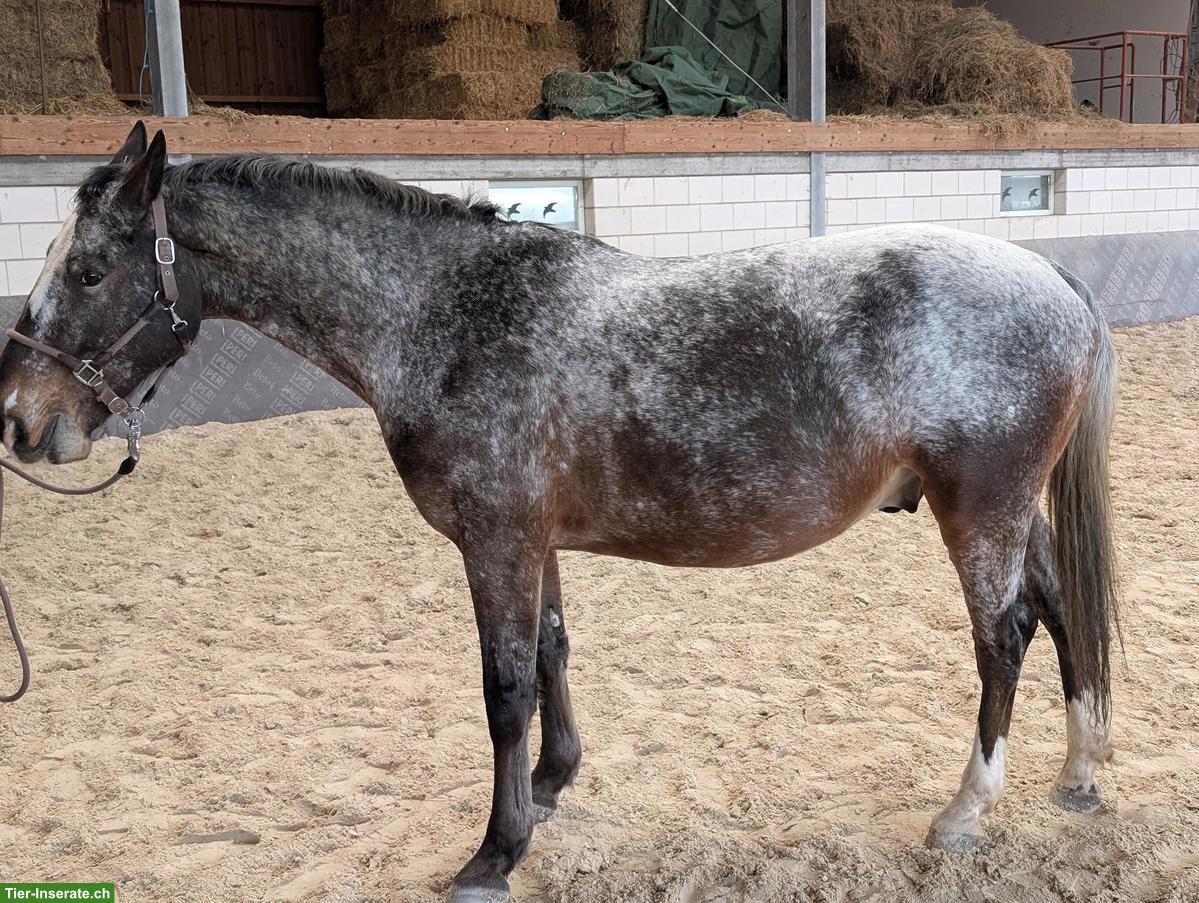 Bild 3: Schicker Warmblut-Wallach in Sonderlackierung