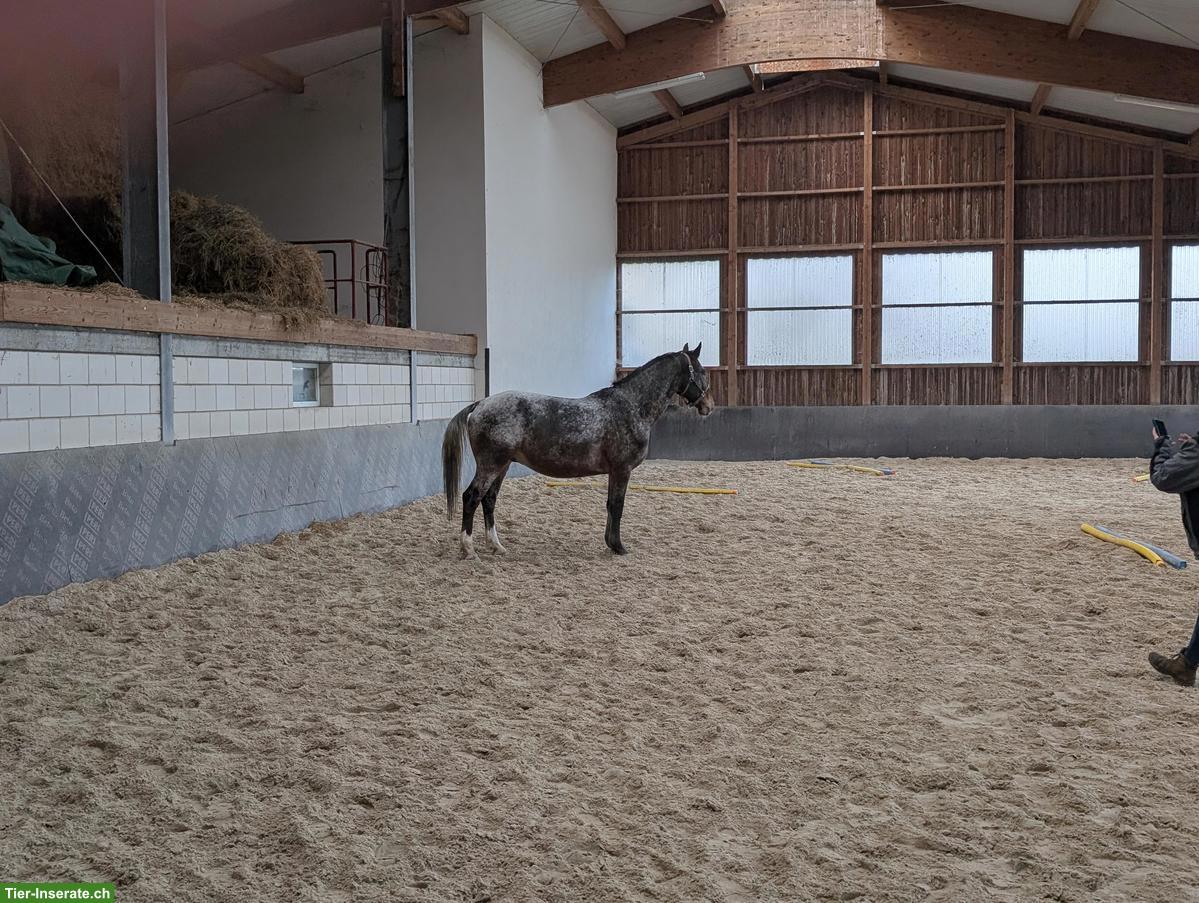 Bild 4: Schicker Warmblut-Wallach in Sonderlackierung