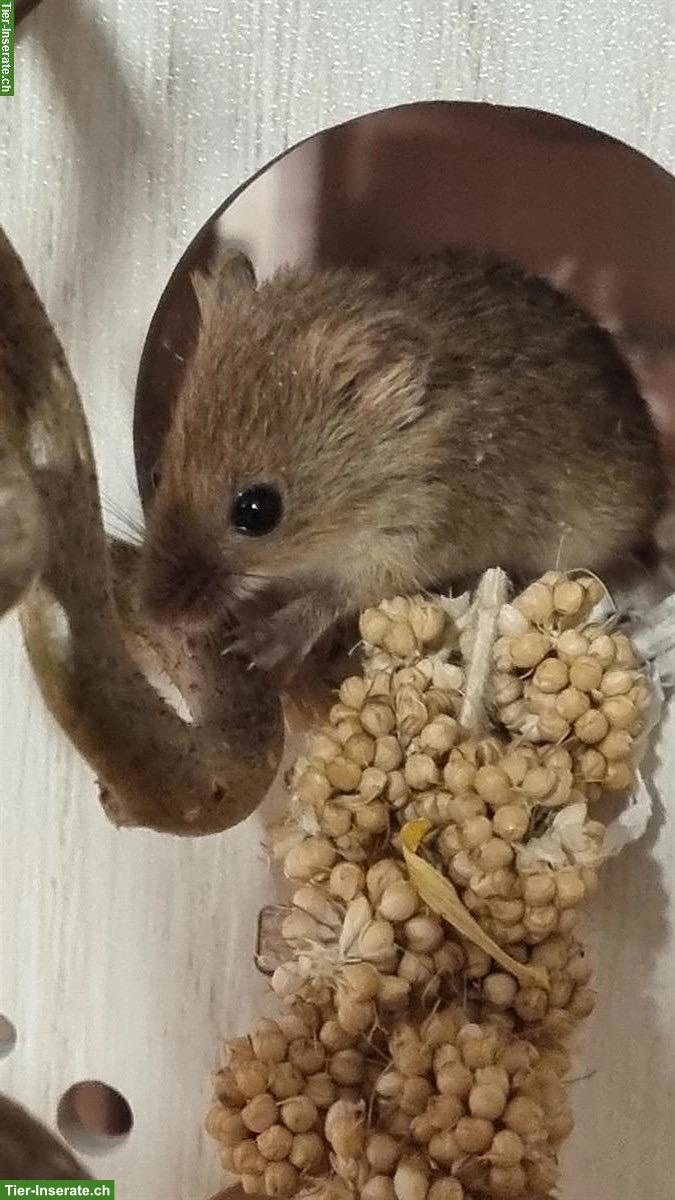 Eurasische Zwergmäuse mit Terrarium-Komplettset