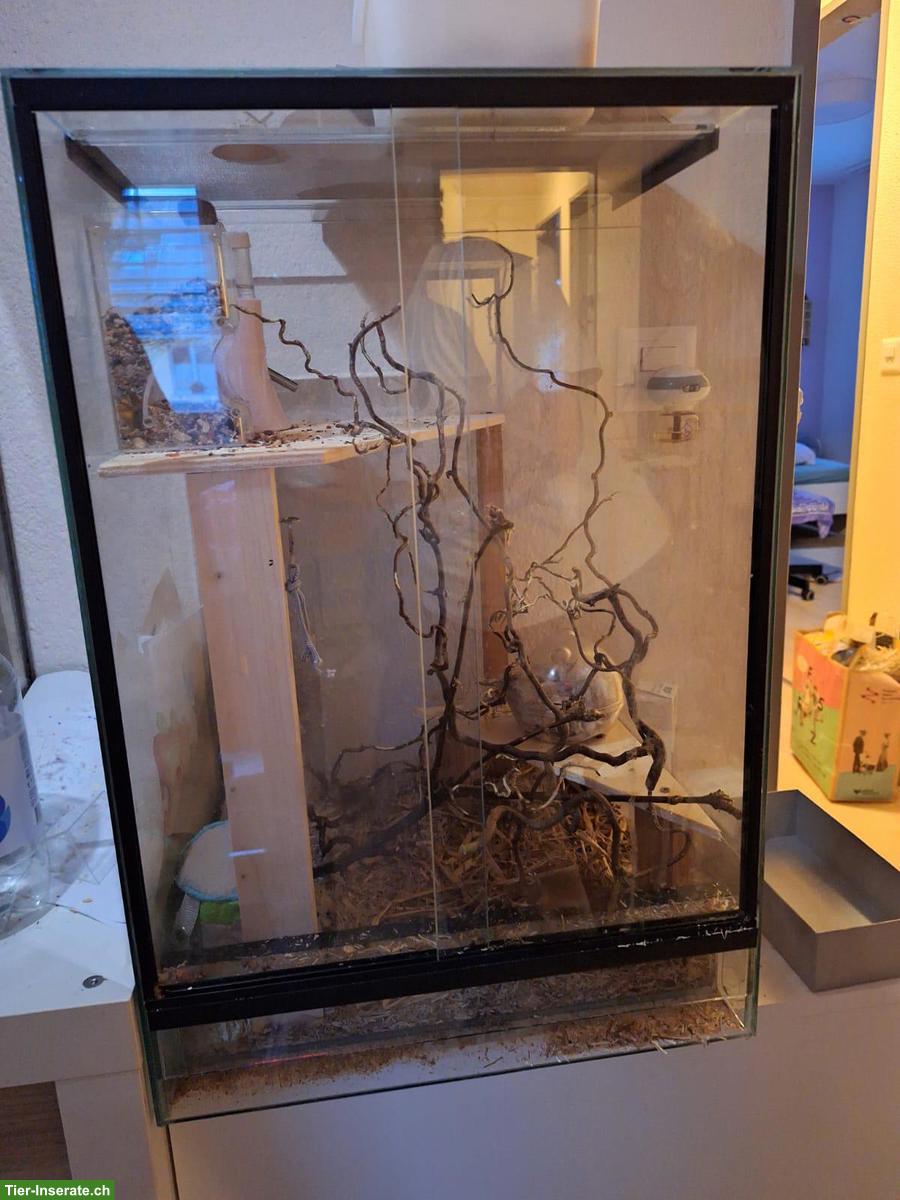 Bild 2: Eurasische Zwergmäuse mit Terrarium-Komplettset