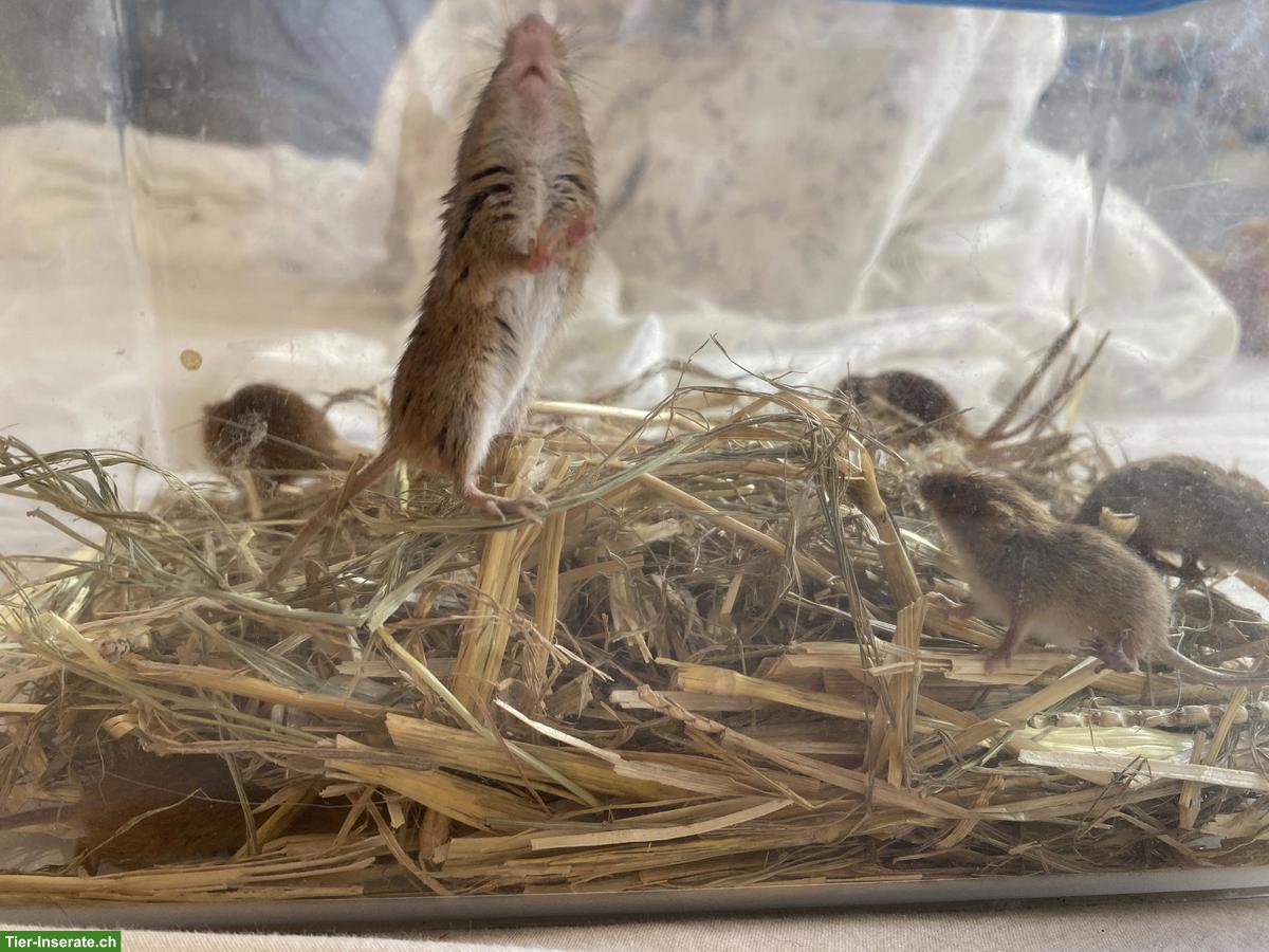 Bild 3: Eurasische Zwergmäuse mit Terrarium-Komplettset