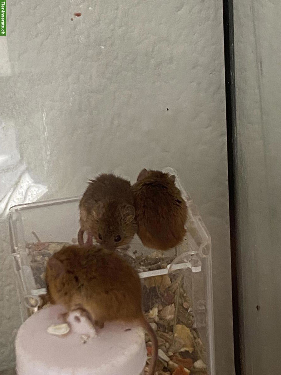 Bild 4: Eurasische Zwergmäuse mit Terrarium-Komplettset