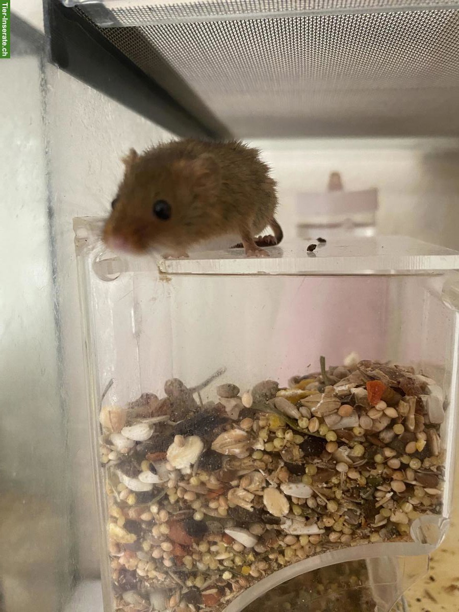 Bild 5: Eurasische Zwergmäuse mit Terrarium-Komplettset