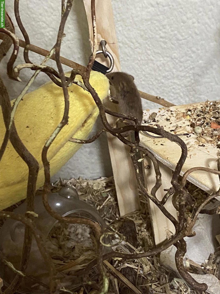 Bild 6: Eurasische Zwergmäuse mit Terrarium-Komplettset