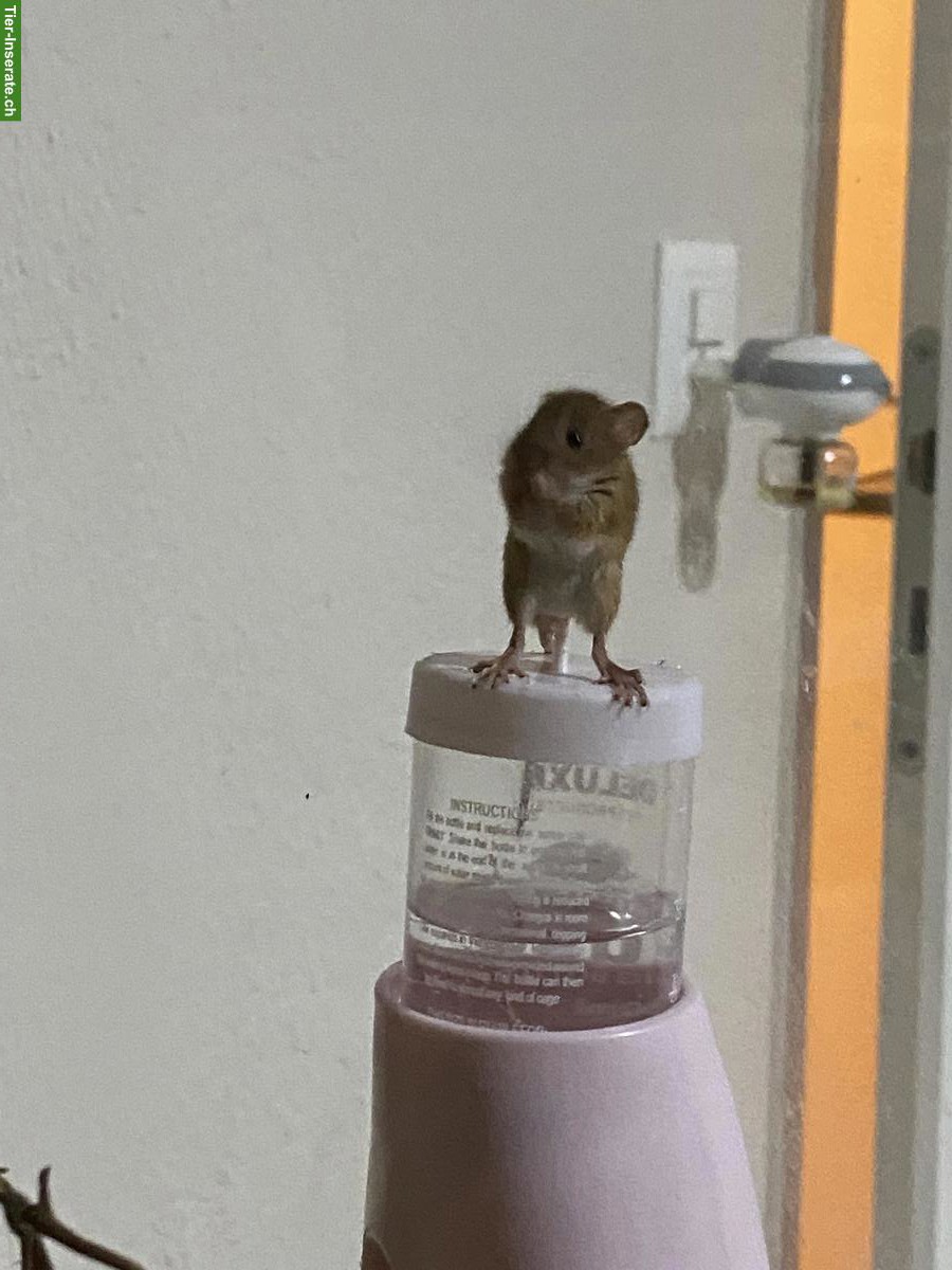 Bild 7: Eurasische Zwergmäuse mit Terrarium-Komplettset