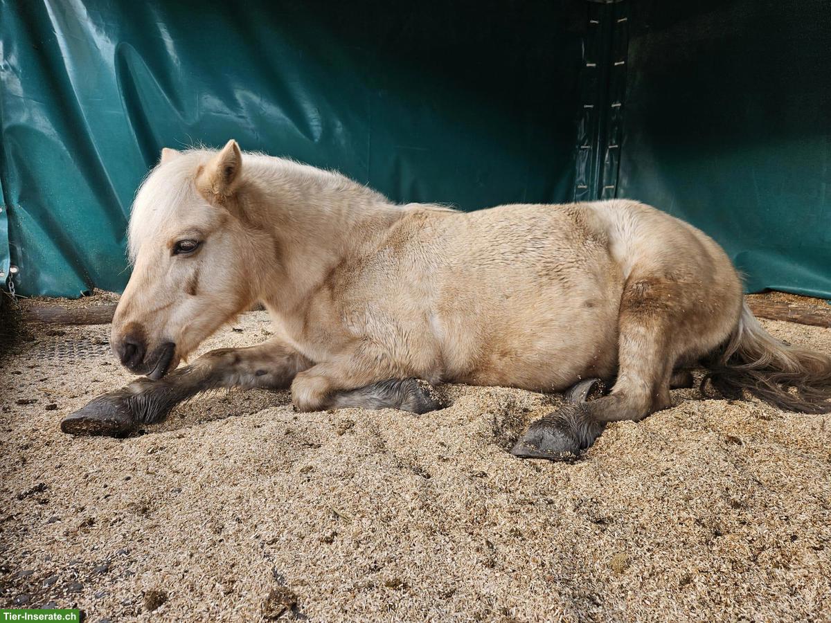 Pflegebeteiligung für coole Ponystute in Thun BE