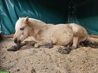 Pflegebeteiligung für coole Ponystute in Thun BE