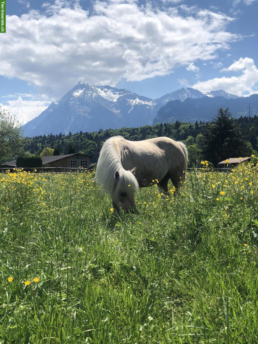 Bild 2: Pflegebeteiligung für coole Ponystute in Thun BE