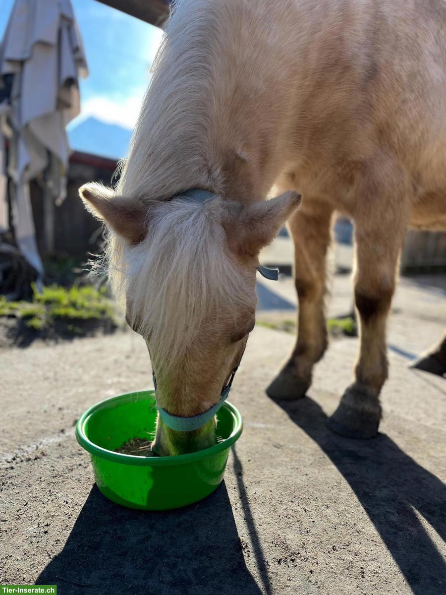 Bild 3: Pflegebeteiligung für coole Ponystute in Thun BE
