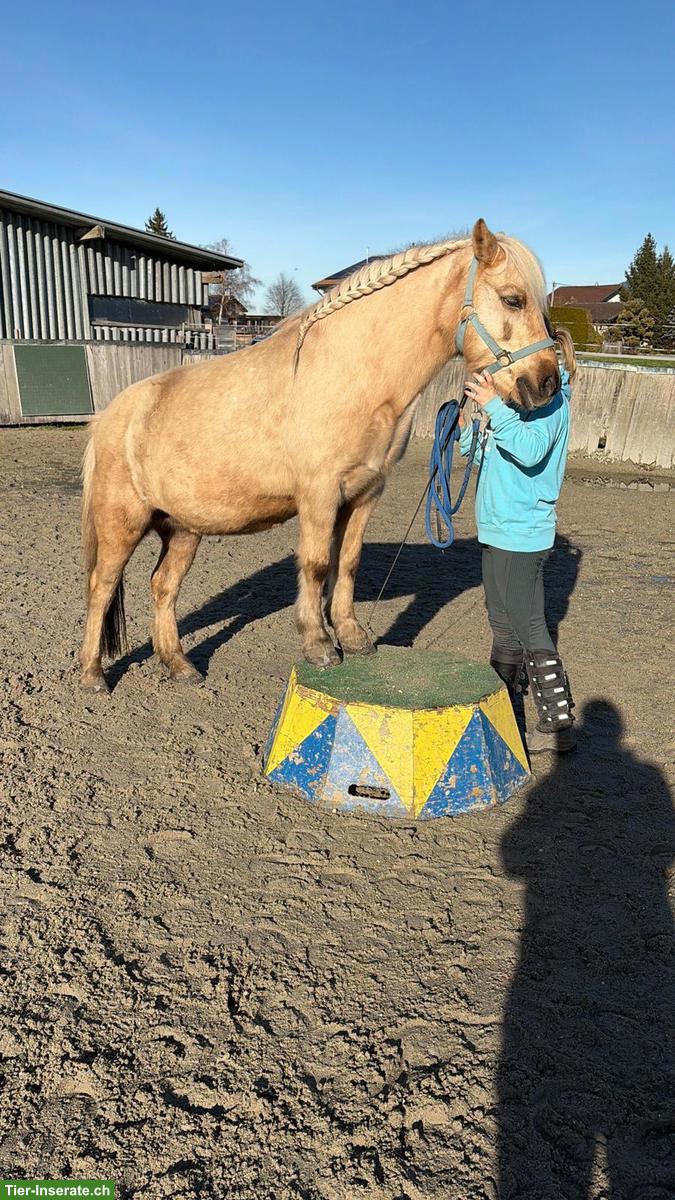 Bild 4: Pflegebeteiligung für coole Ponystute in Thun BE