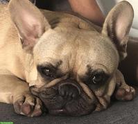 Zweite Bezugsperson gesucht für meine Hündin, Münsingen BE