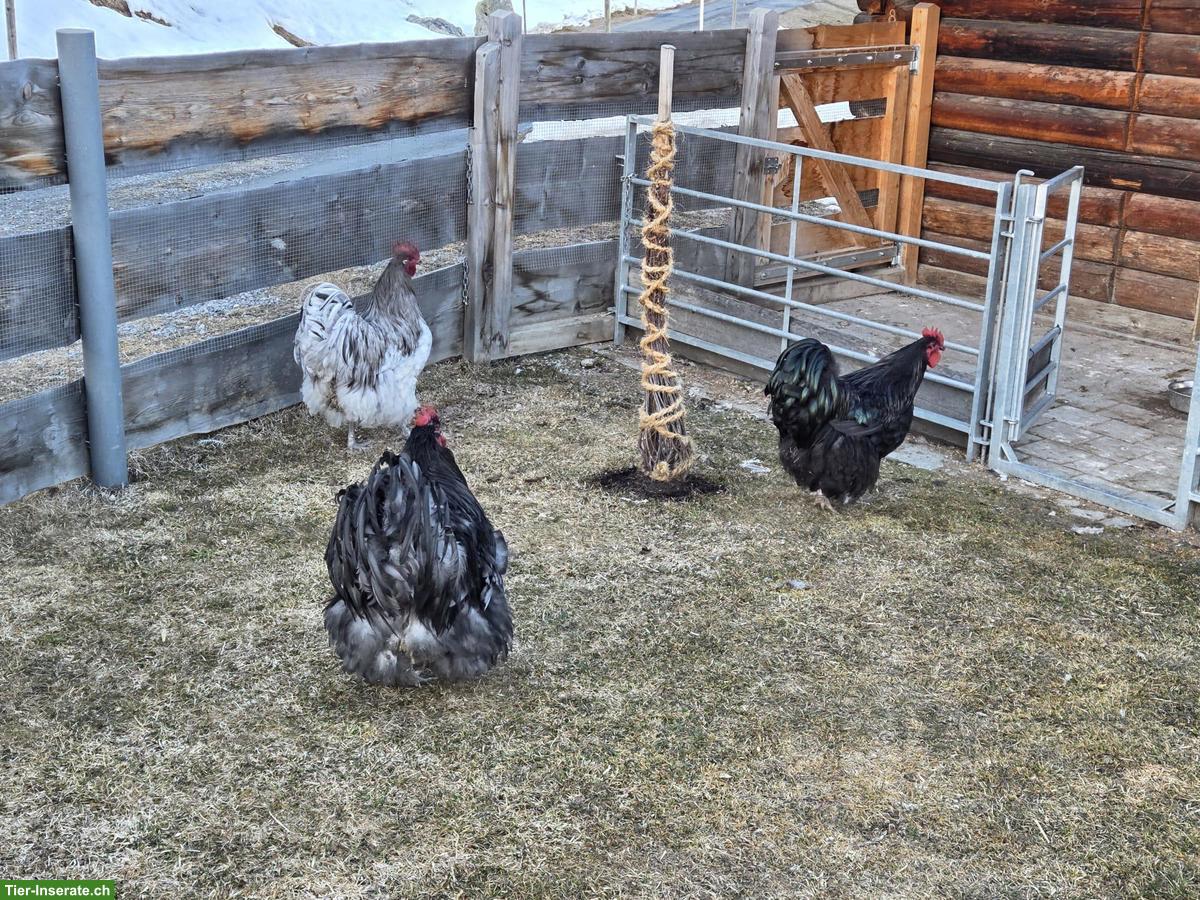 3 Orpington Hähne zu verschenken