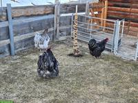 3 Orpington Hähne zu verschenken