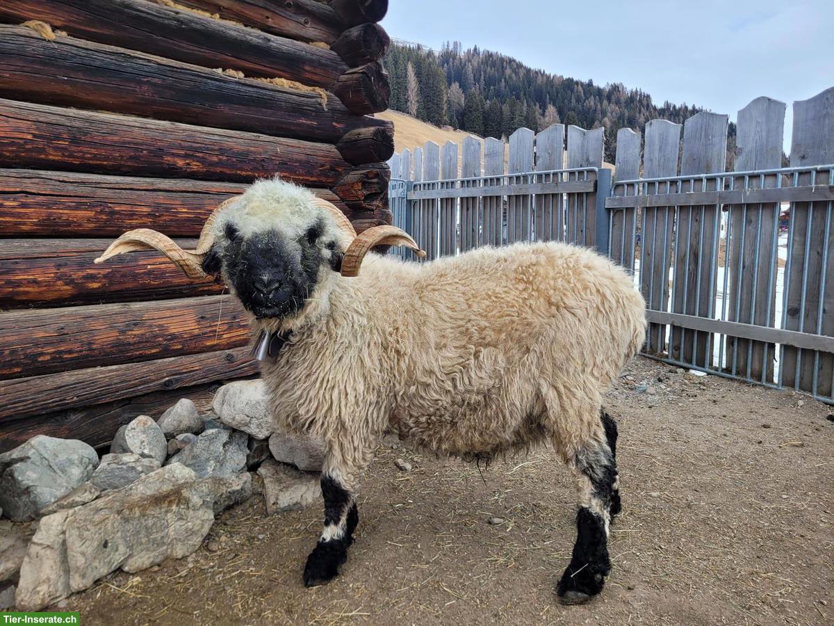 Walliser Schwarznasenschaf-Widder zu verkaufen