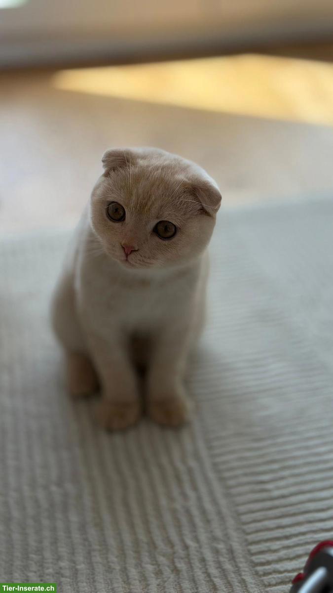 Britisch Shorthair / Scottish Fold Kater sucht ein Zuhause