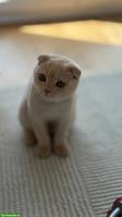 Britisch Shorthair / Scottish Fold Kater sucht ein Zuhause