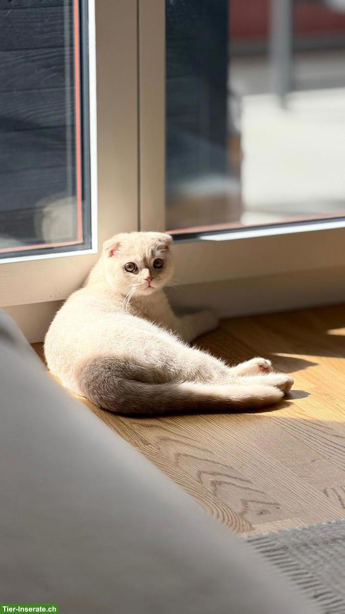 Bild 2: Britisch Shorthair / Scottish Fold Kater sucht ein Zuhause