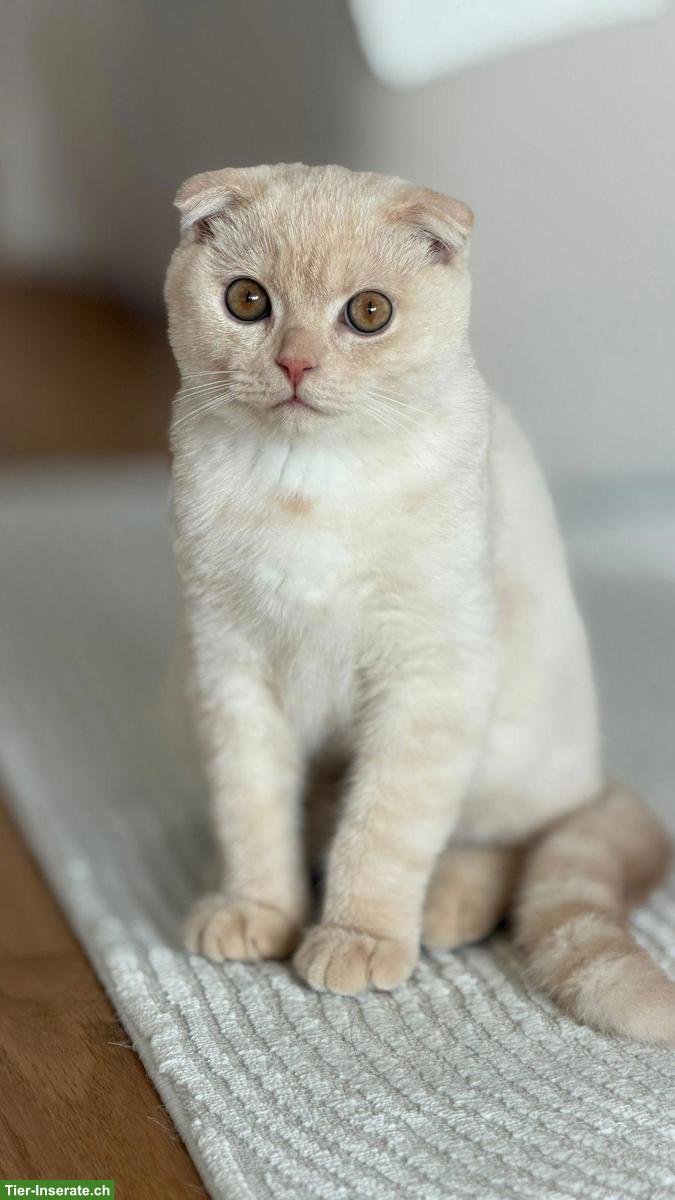 Bild 3: Britisch Shorthair / Scottish Fold Kater sucht ein Zuhause