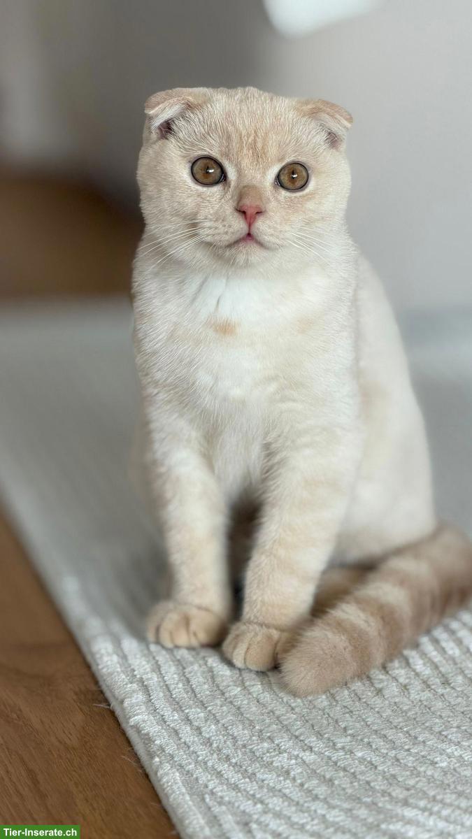 Bild 4: Britisch Shorthair / Scottish Fold Kater sucht ein Zuhause