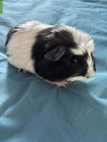 Coronet Meerschweinchen Frühkastrat