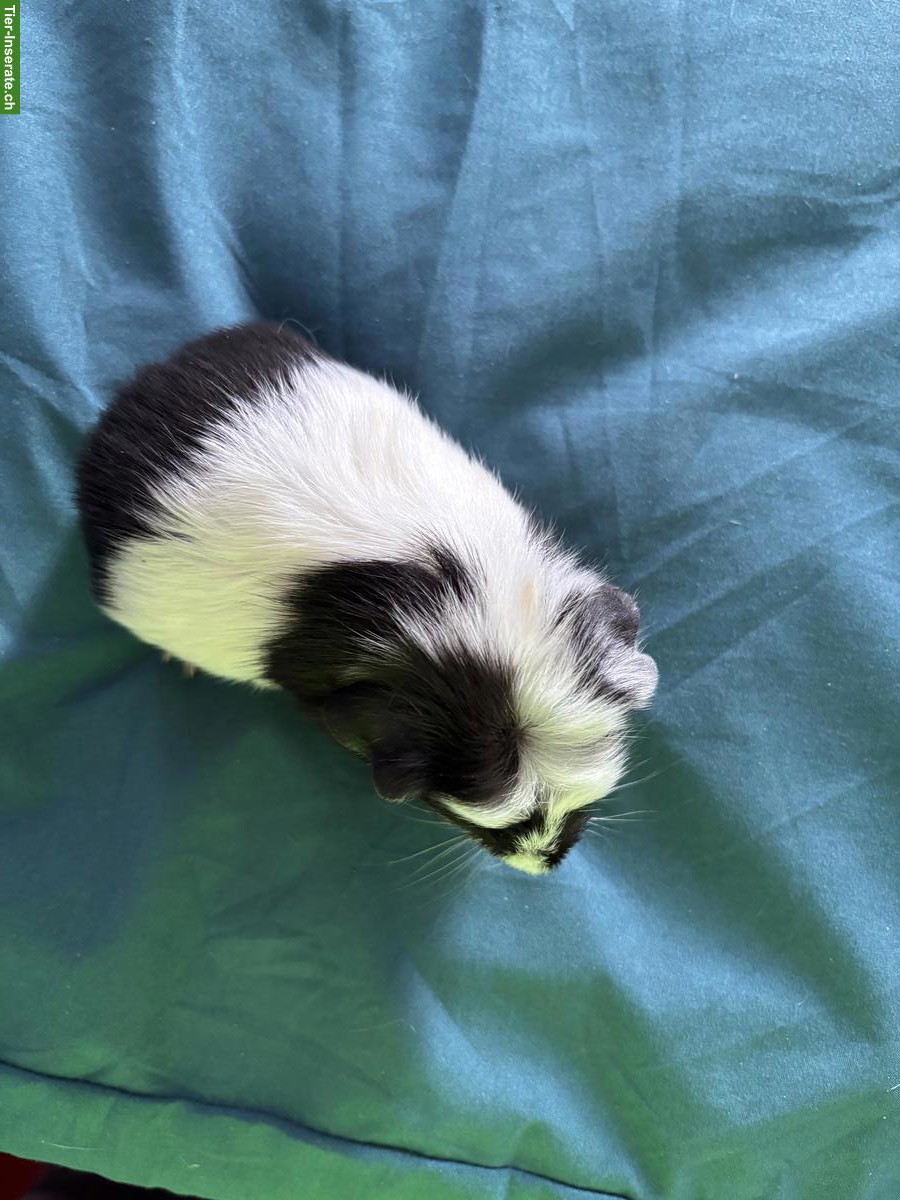 Bild 2: Coronet Meerschweinchen Frühkastrat