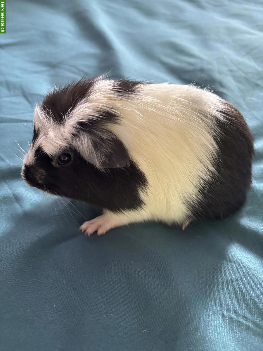 Bild 3: Coronet Meerschweinchen Frühkastrat