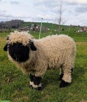 Junger Walliser Schwarznasen Widder zu verkaufen