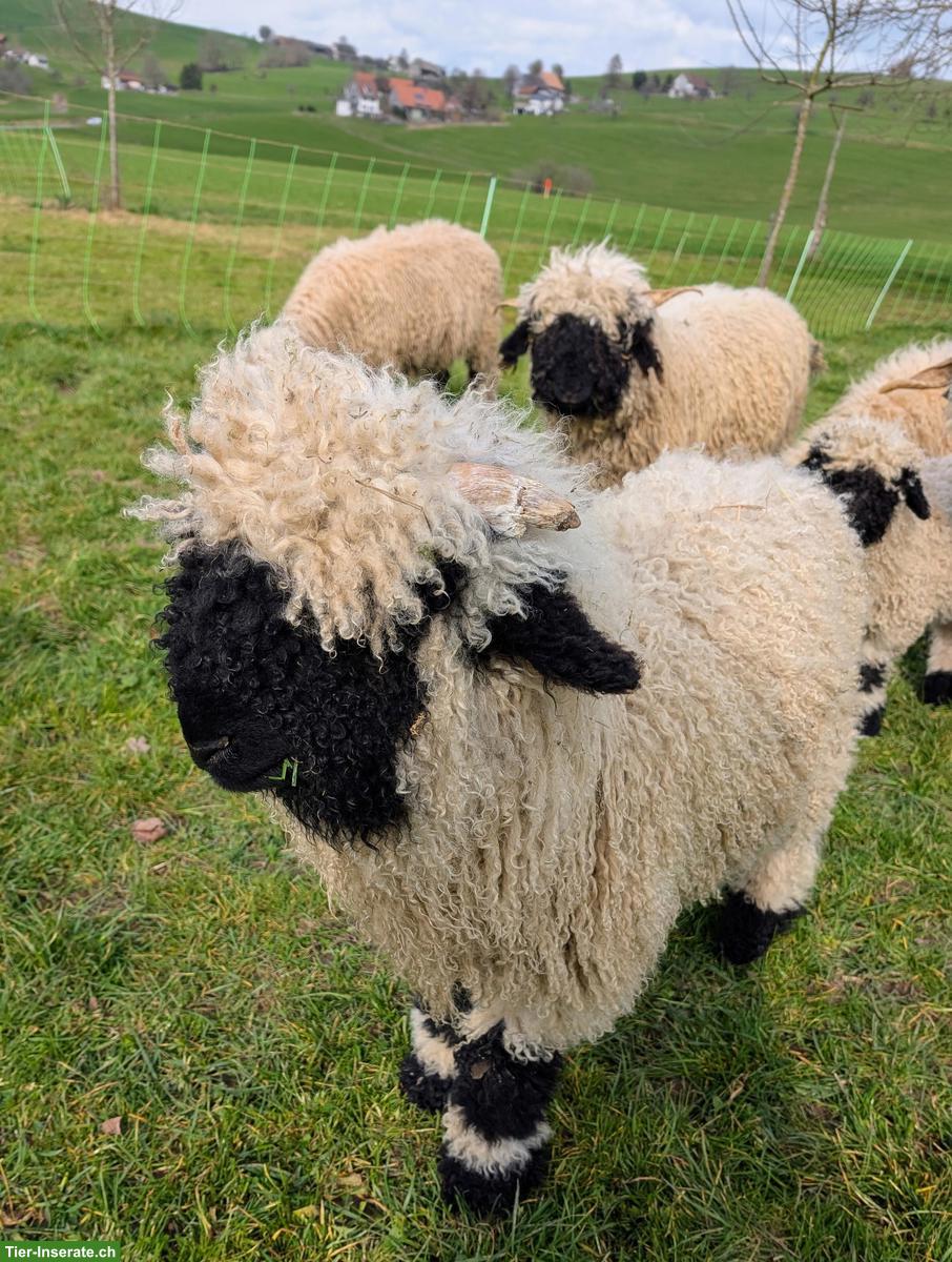 Bild 2: Junger Walliser Schwarznasen Widder zu verkaufen
