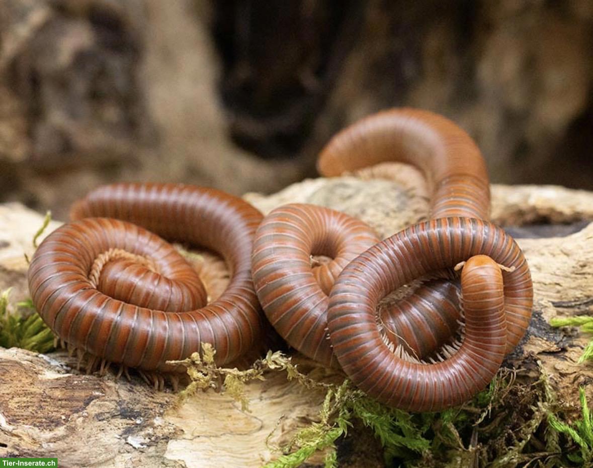 Tausendfüsser Spirostreptus spec. 1 «Tansania» Nachzuchten
