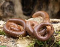 Tausendfüsser Spirostreptus spec. 1 «Tansania» Nachzuchten