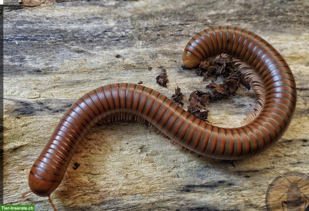 Bild 2: Tausendfüsser Spirostreptus spec. 1 «Tansania» Nachzuchten