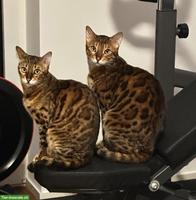 5-jähriges Bengal Katzen Paar sucht Bestplatz