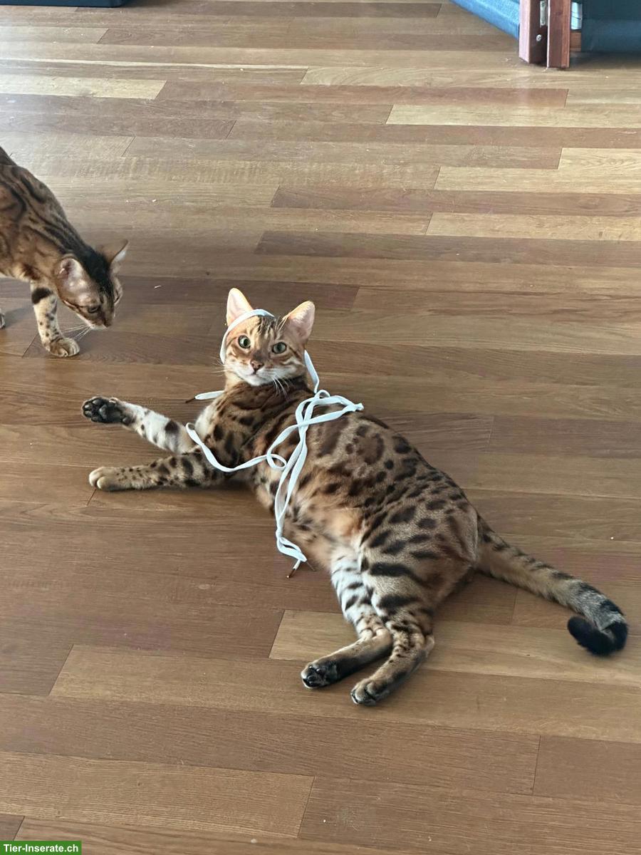 Bild 2: 5-jähriges Bengal Katzen Paar sucht Bestplatz