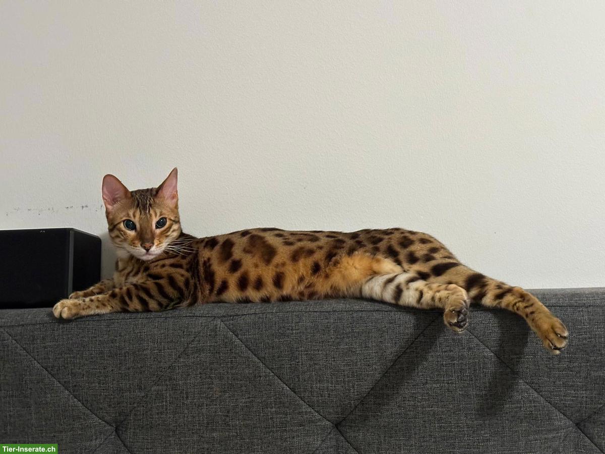 Bild 3: 5-jähriges Bengal Katzen Paar sucht Bestplatz