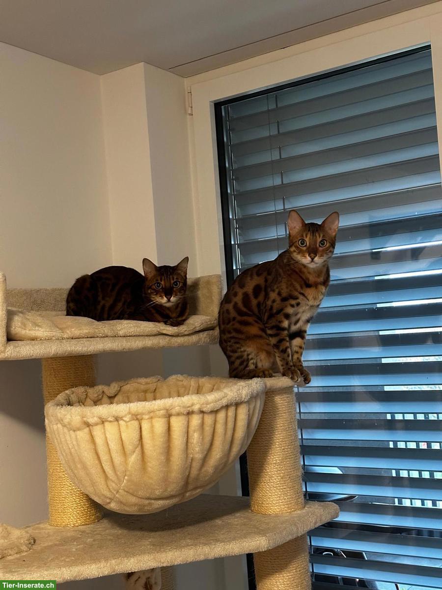 Bild 4: 5-jähriges Bengal Katzen Paar sucht Bestplatz