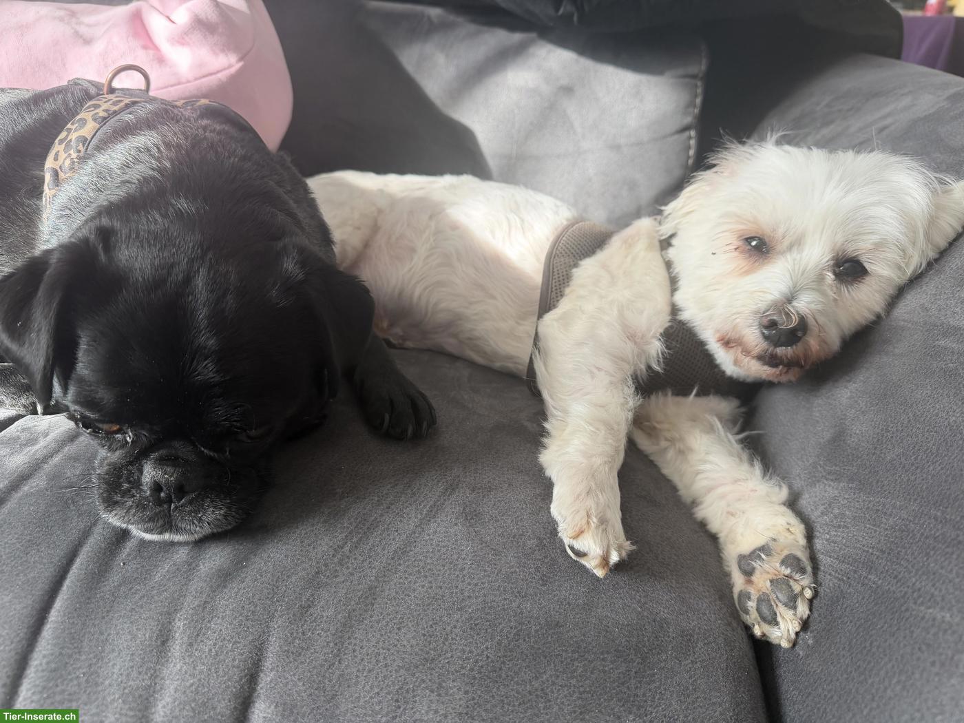 Bieten Hunde Ferien-/Tagesbetreuung, Gassi Service im Aargau