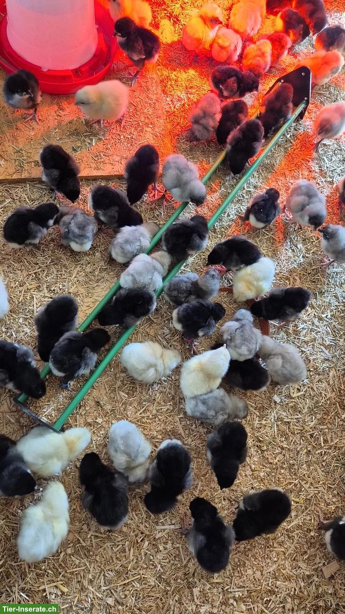 1-Tagesküken Australorps schwarz zu verkaufen