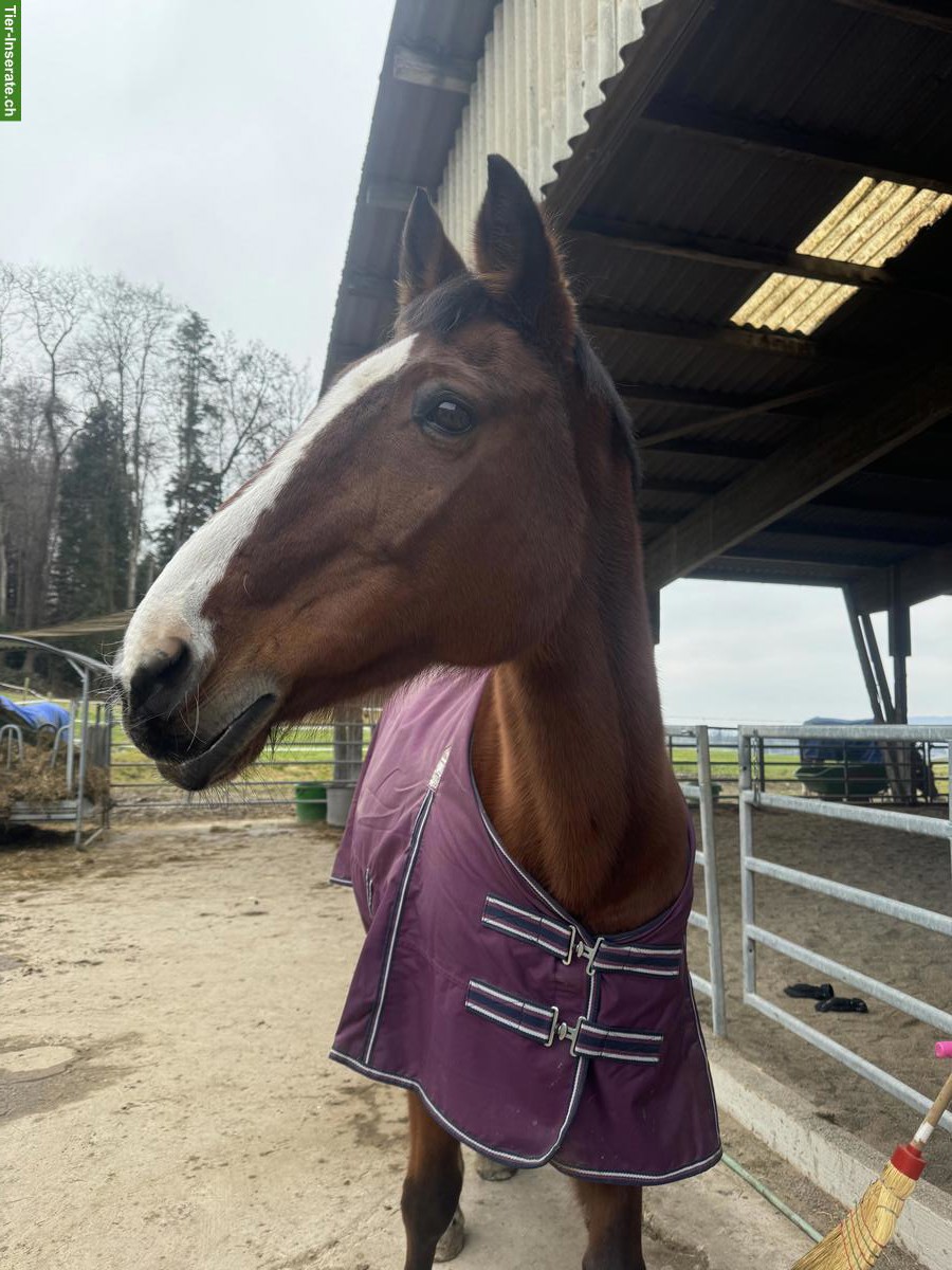 Pflege-/Spazierbeteiligung gesucht, Buhwil TG